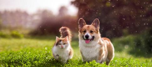 Pet insurance with dental cover deals